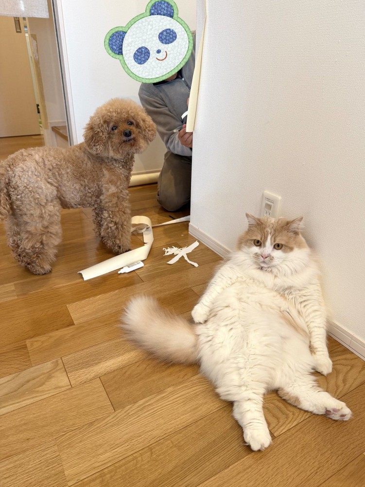 壁紙を直す飼い主の近くに座りこむ猫