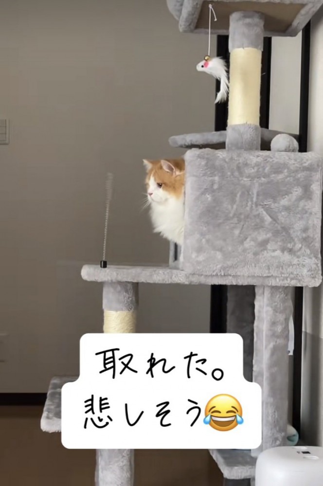 壊れたおもちゃを見つめるミヌエット