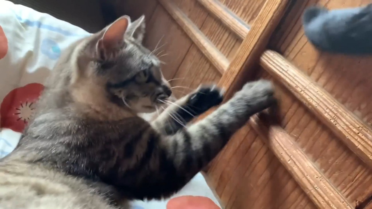 子猫時代の空くん