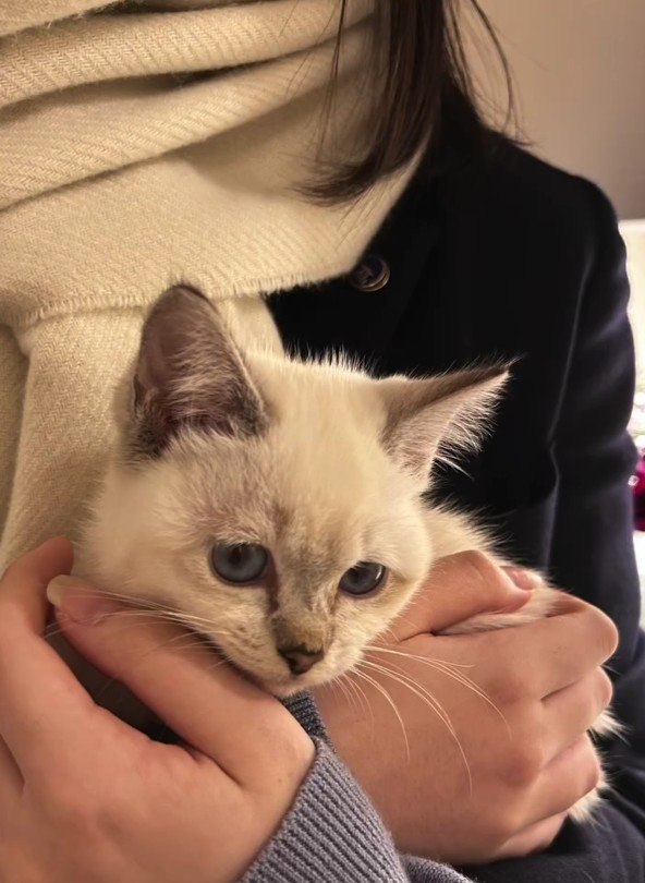 抱えられた子猫