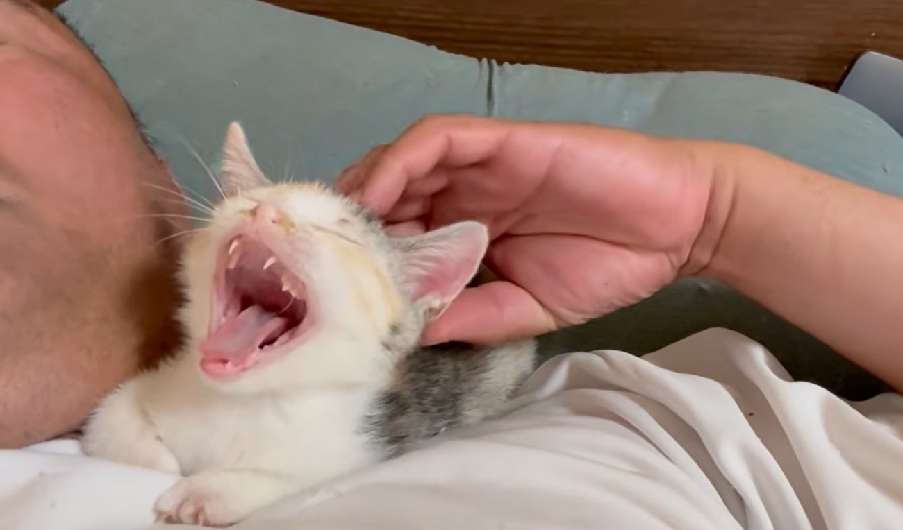 人の顔の横で寝る子猫のあくび