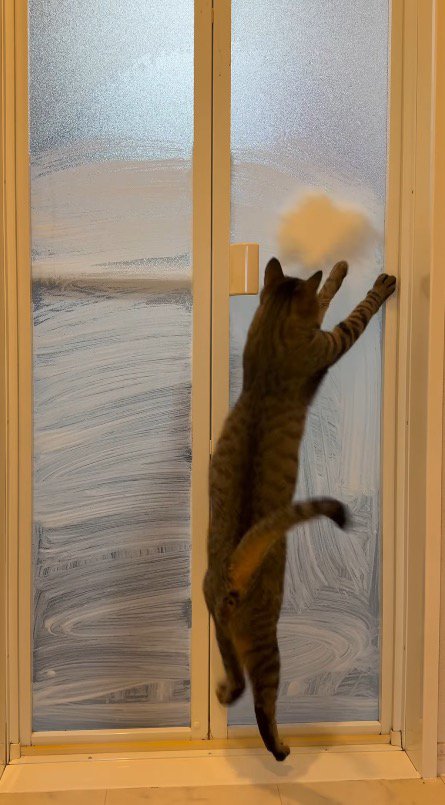 飼い主のシルエットを追いかけてジャンプする猫