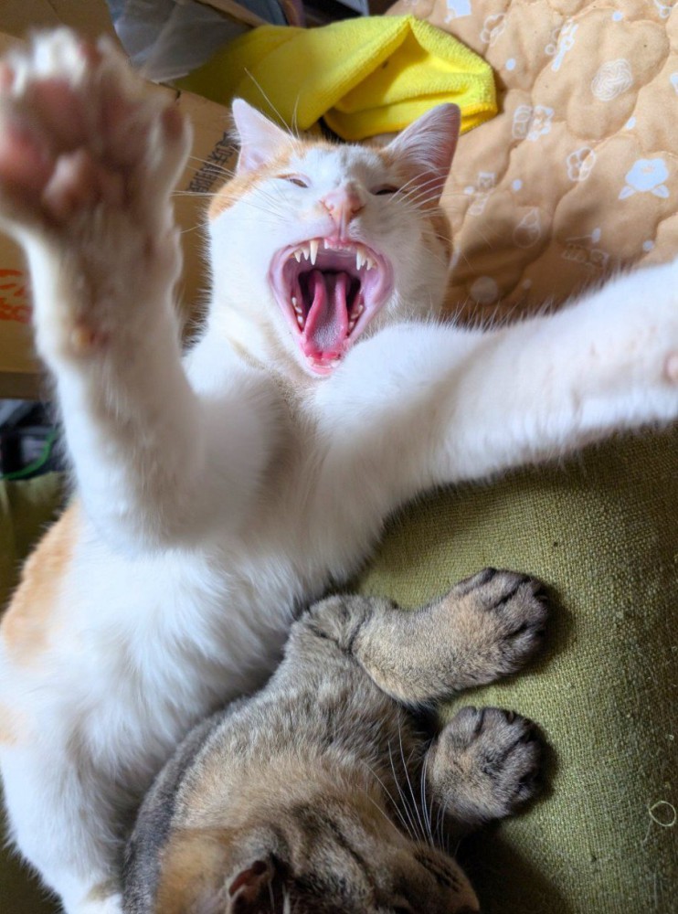 飛び掛かる茶白