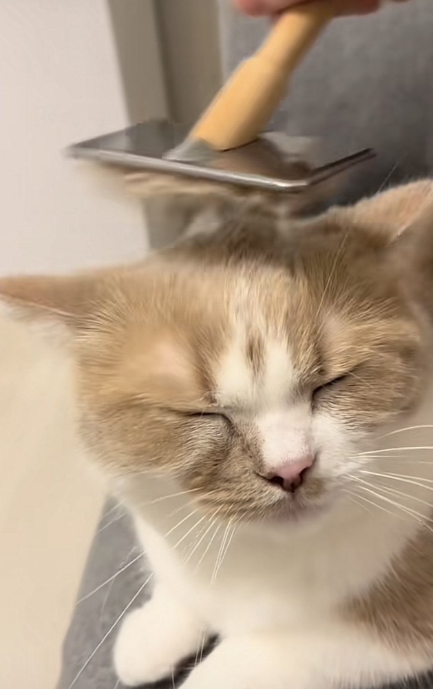 ブラッシングされる猫の写真3