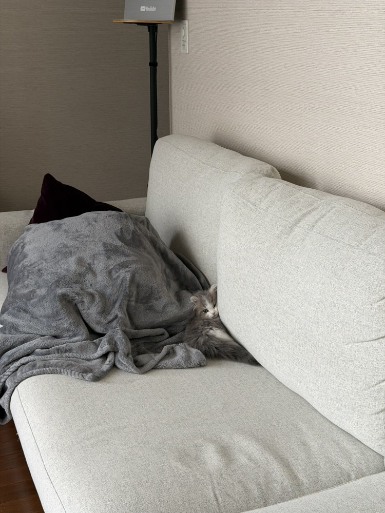ソファの上の猫