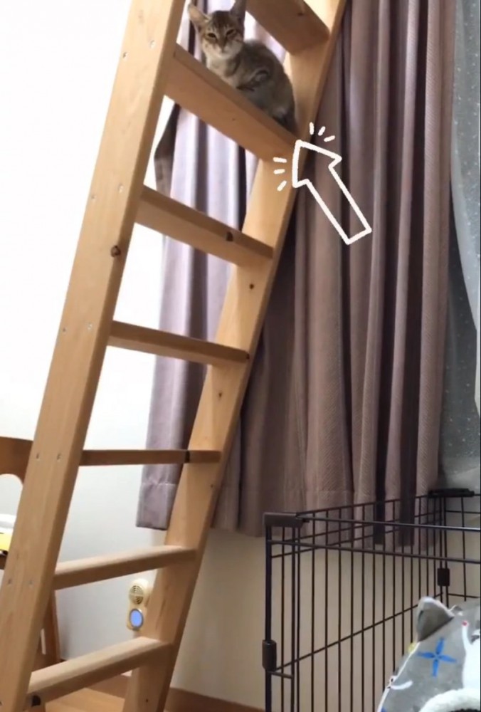 遠くから見つめる子猫