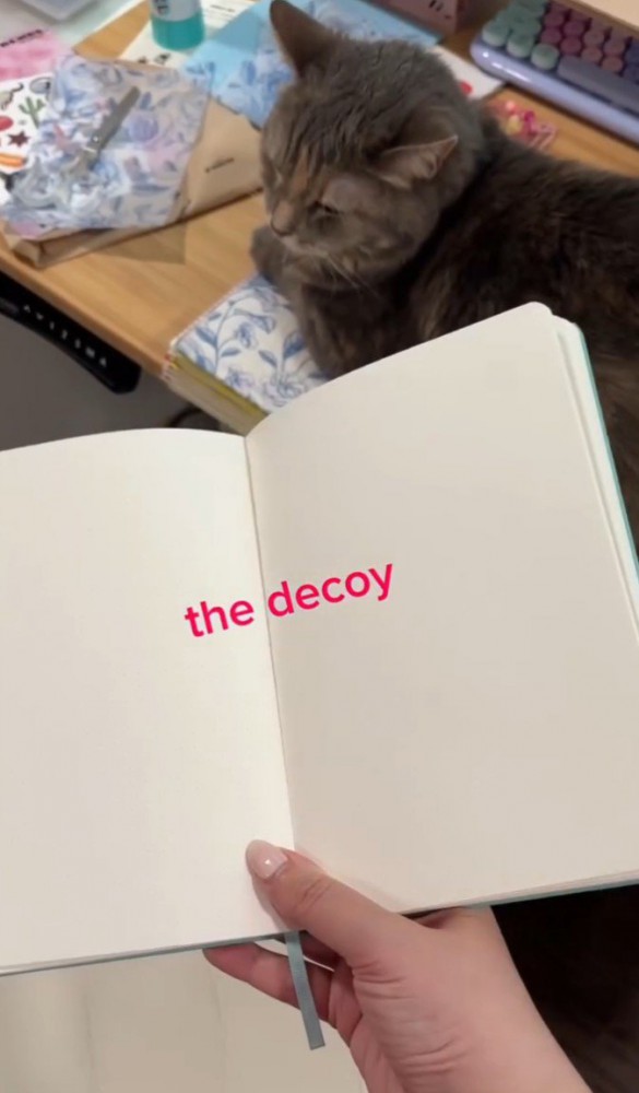 開いたノートと猫