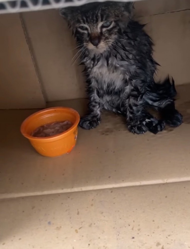 衰弱した様子の子猫