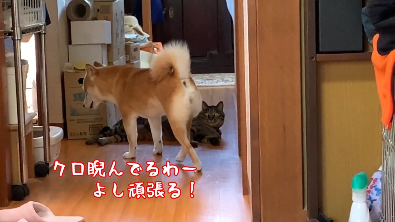 よし頑張る！