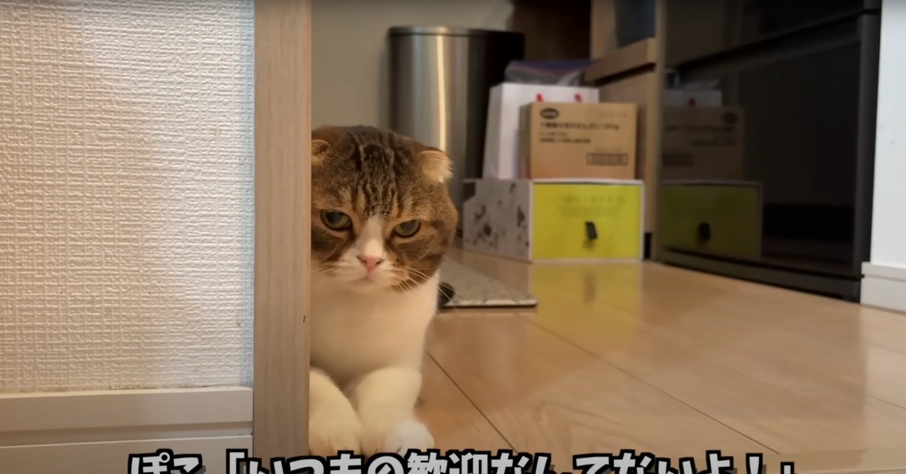 睨む猫