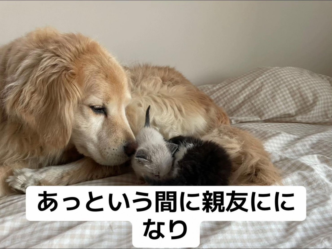 子猫に顔を近づける犬
