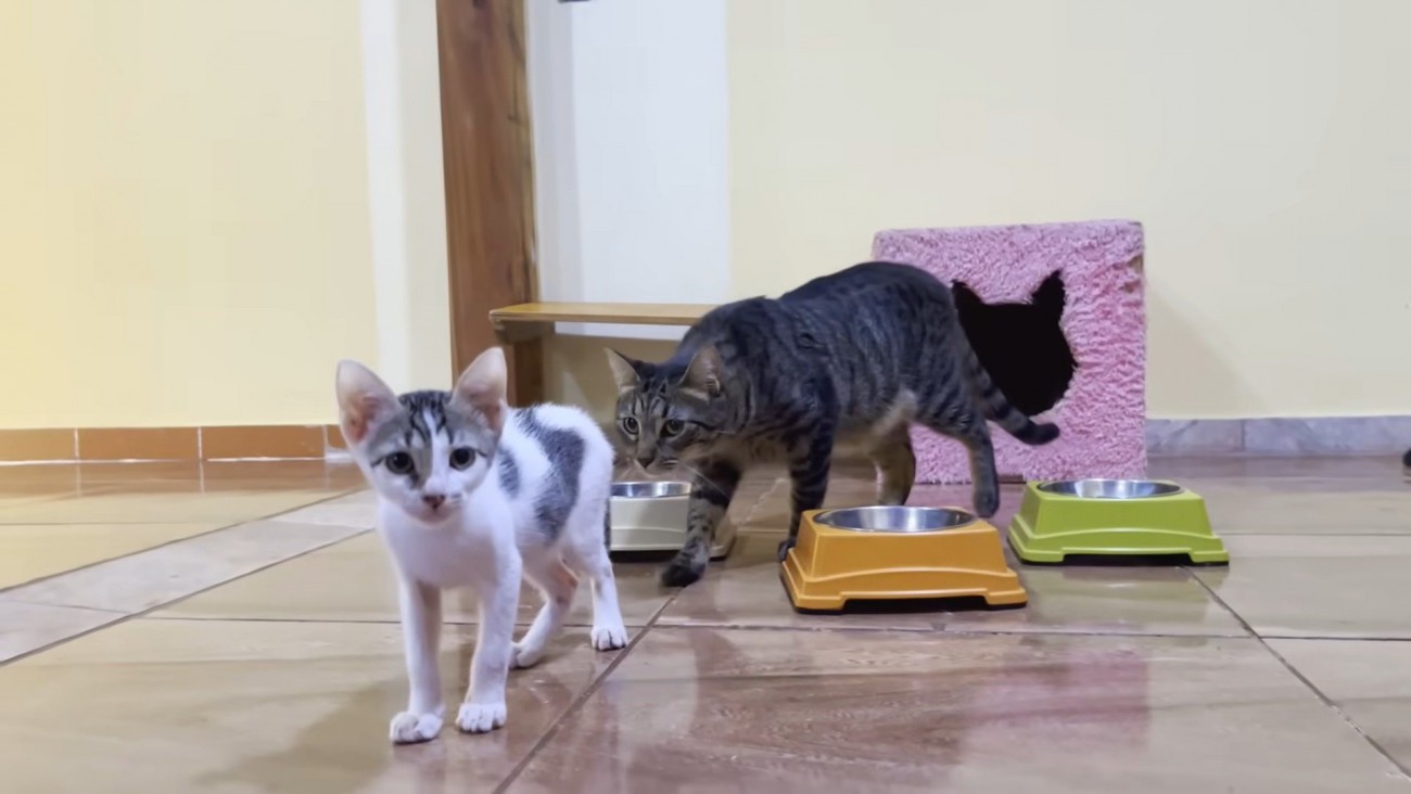 子猫の後ろから近づく猫