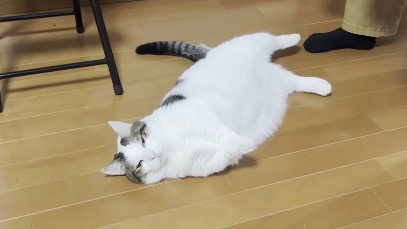 不服そうな表情で床に転がる猫
