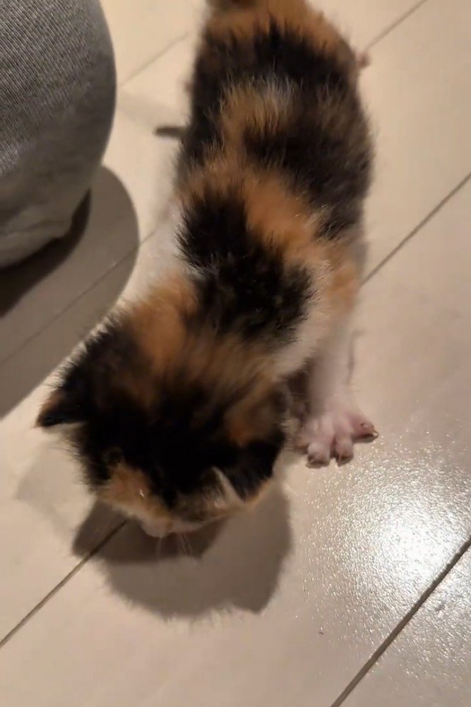 下を見ている子猫