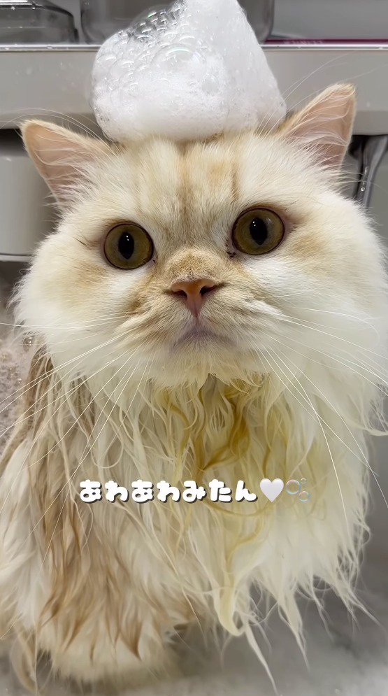 シャンプーの泡を頭に乗せた猫