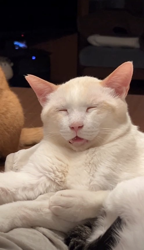 気持ちよさそうに眠る猫