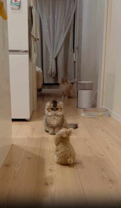 ロボを見つめる猫