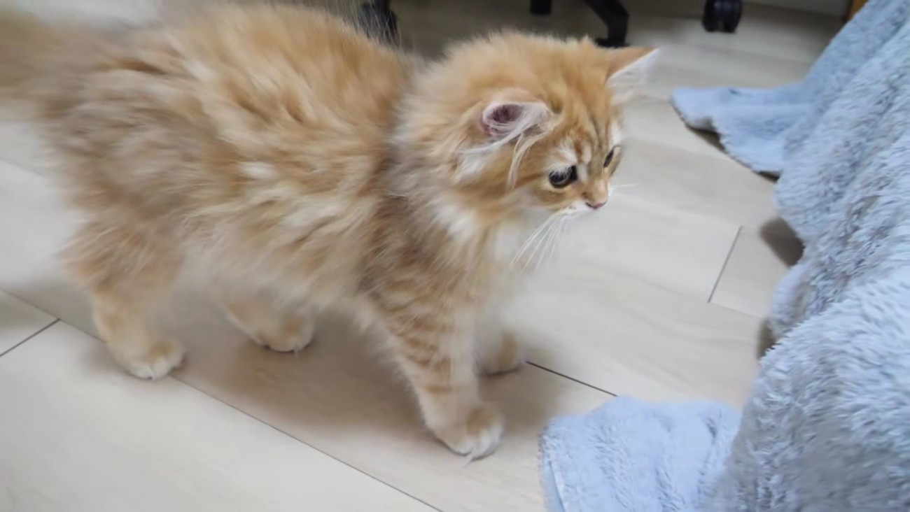 やってきた茶トラの兄猫