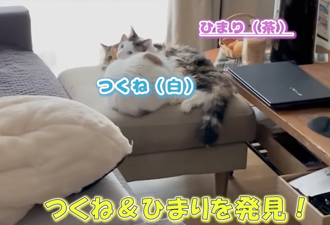 2匹の猫