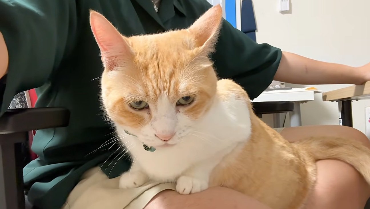 膝の上に乗っている猫