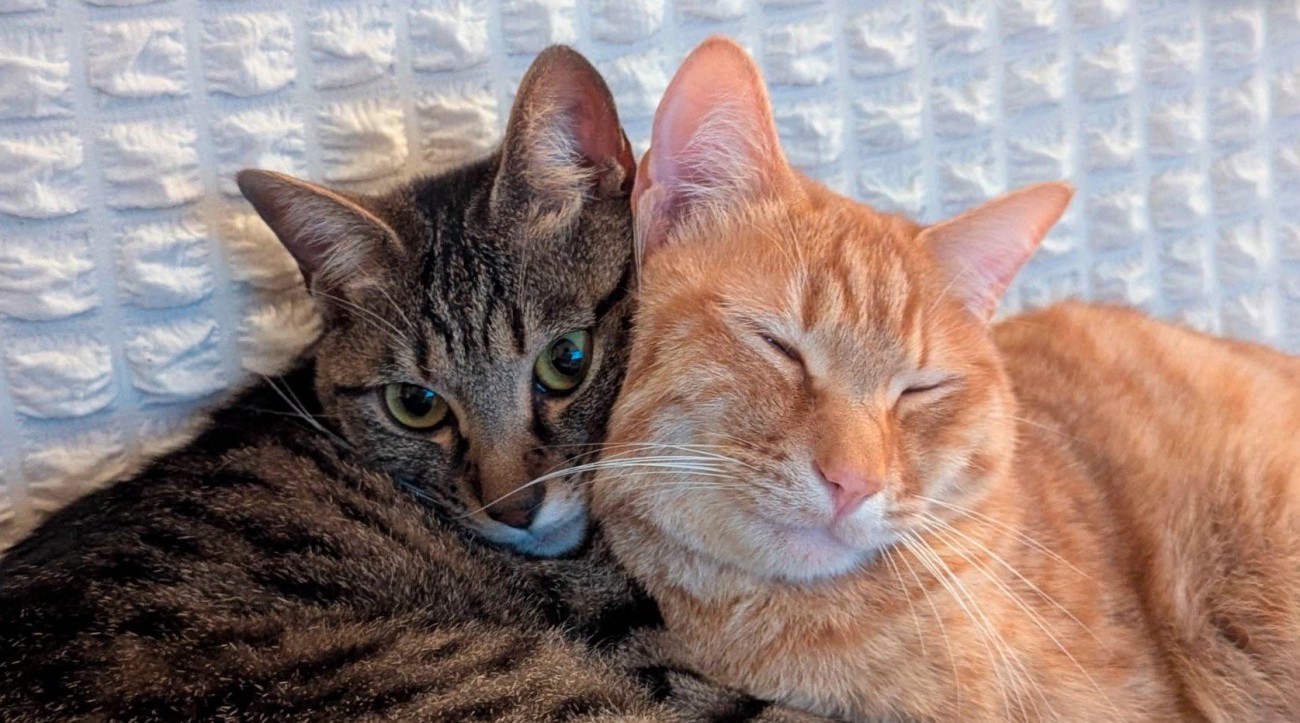 顔をくっつけてくつろぐ茶トラ猫とキジトラ猫