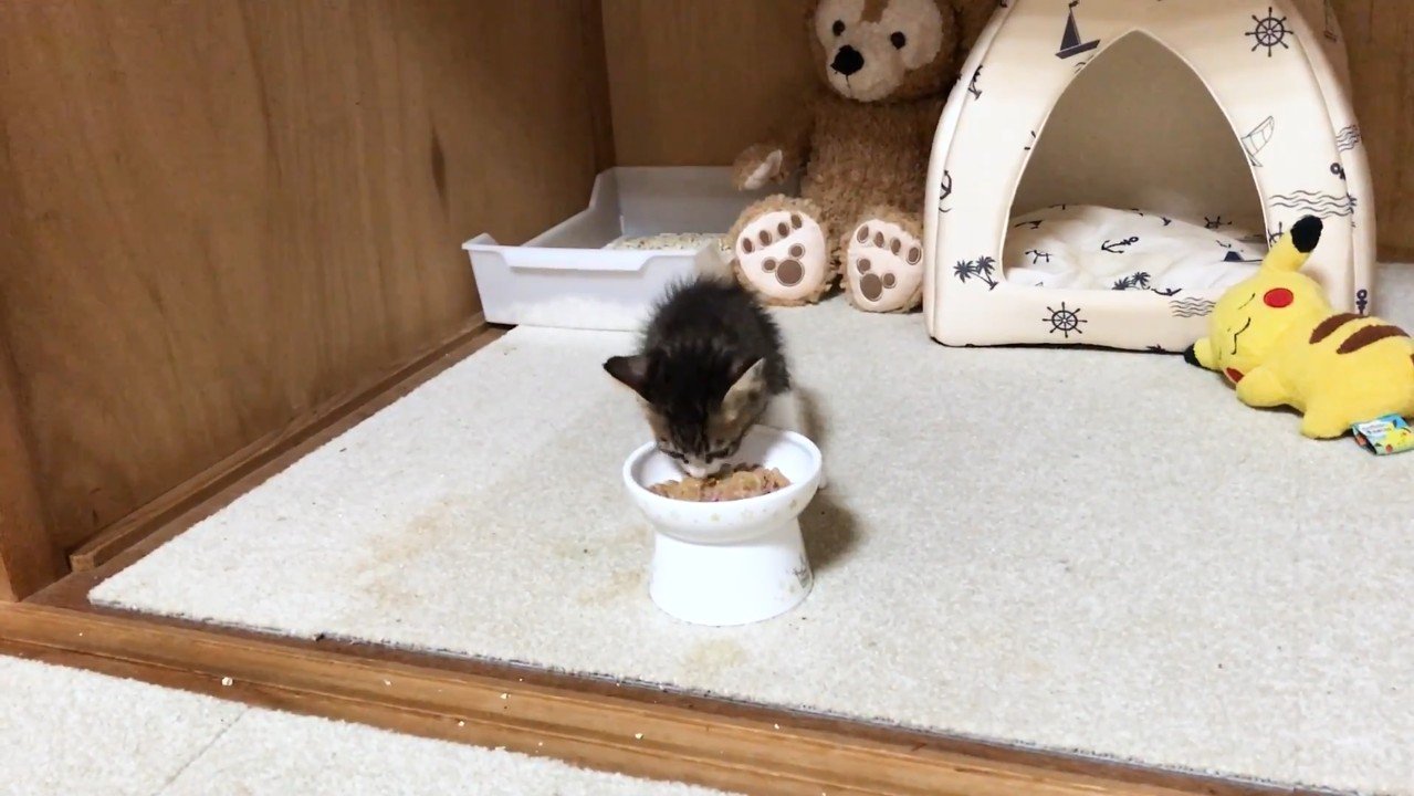 ご飯