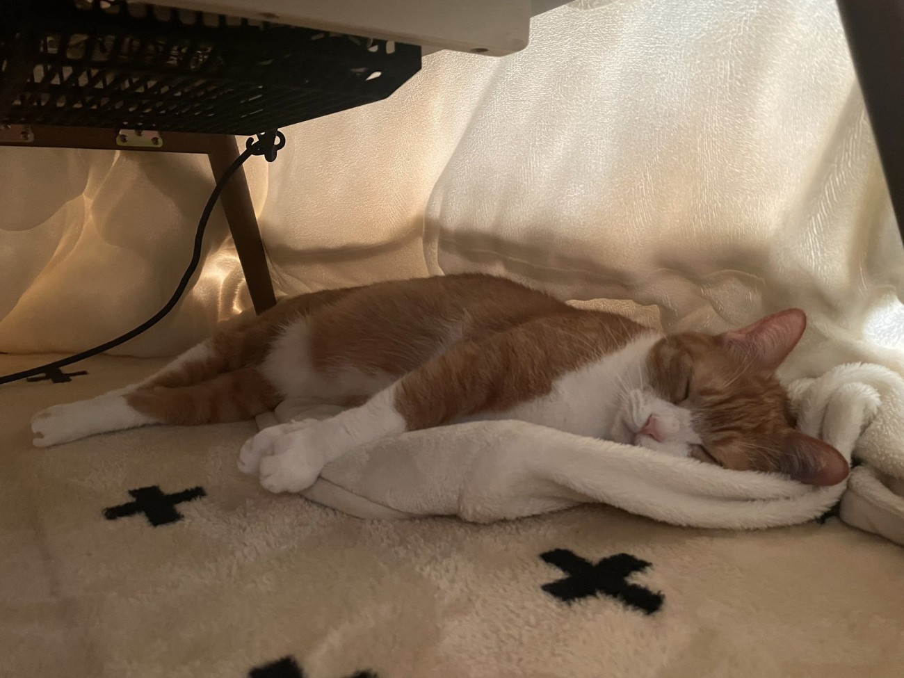 こたつの中で寝ている猫