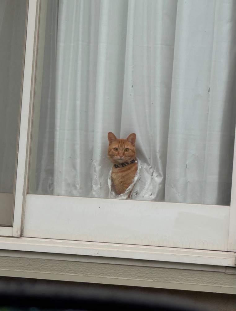 カーテンから顔を出す猫