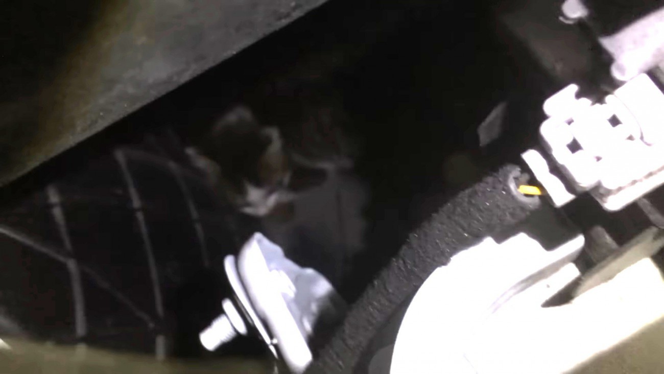 エンジンルームの中にいる子猫