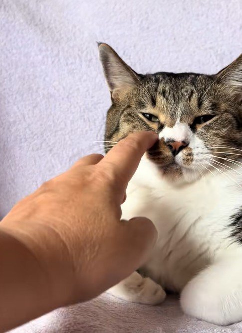 目やにを取ってもらう猫