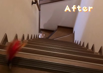 オモチャを狙う猫