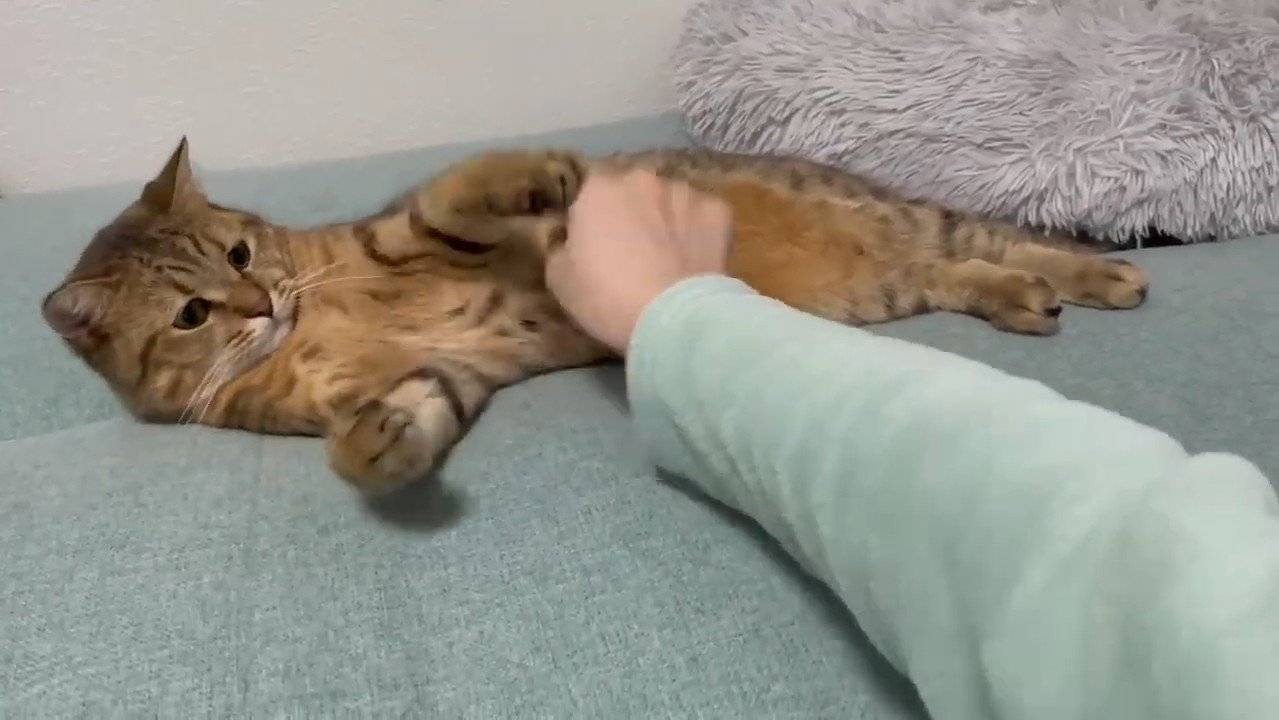 お腹にタッチ