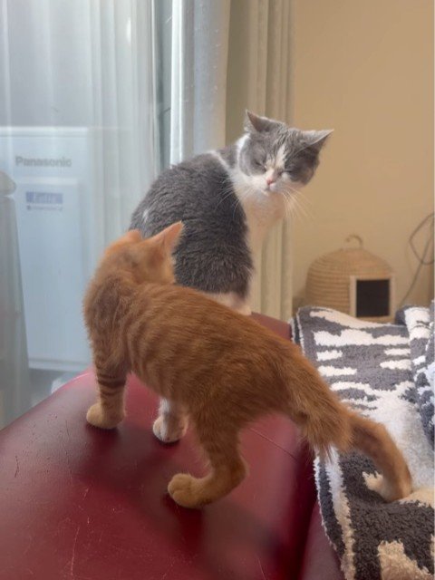 成猫と子猫