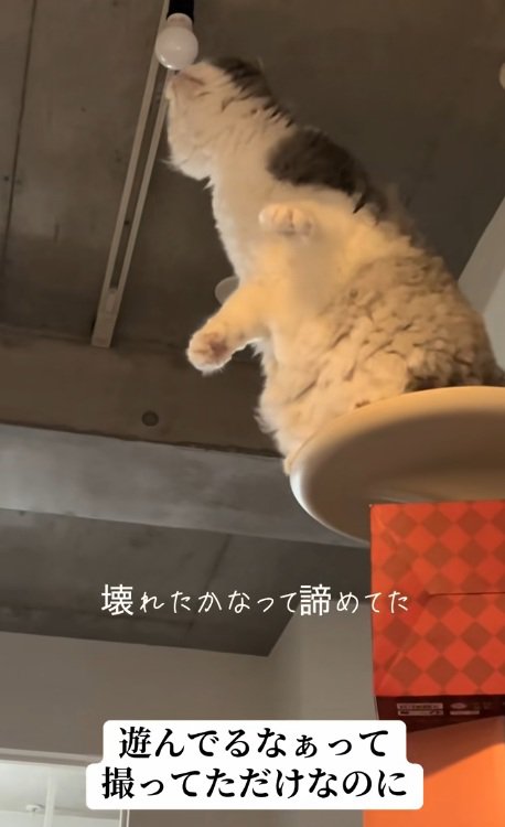 電球をかぐ猫