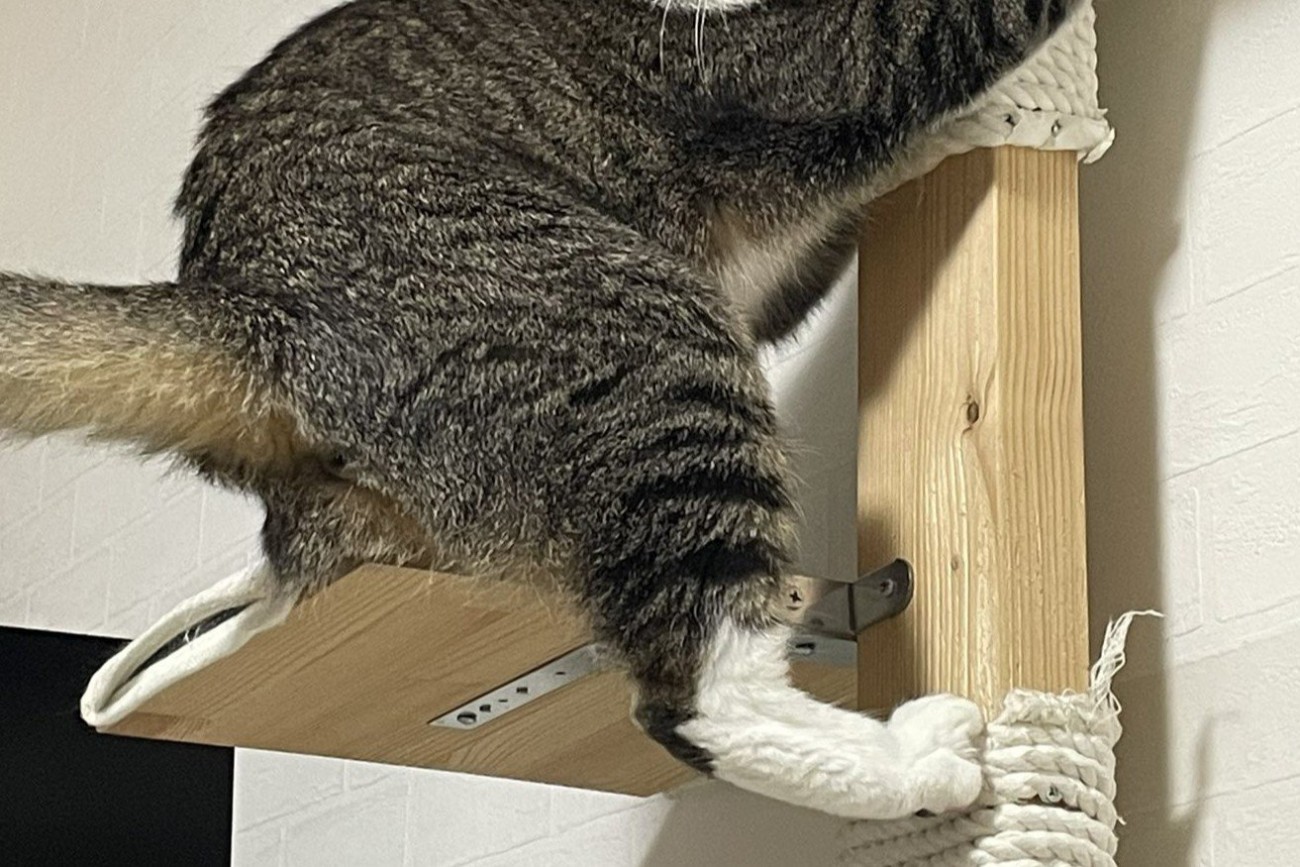 キャットタワーにしがみつくキジ白猫の足元