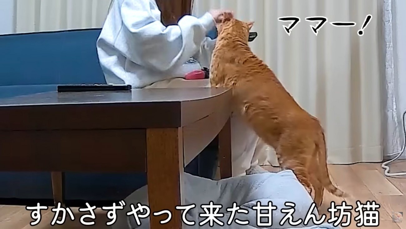 テロップ「すかさずやって来た～」