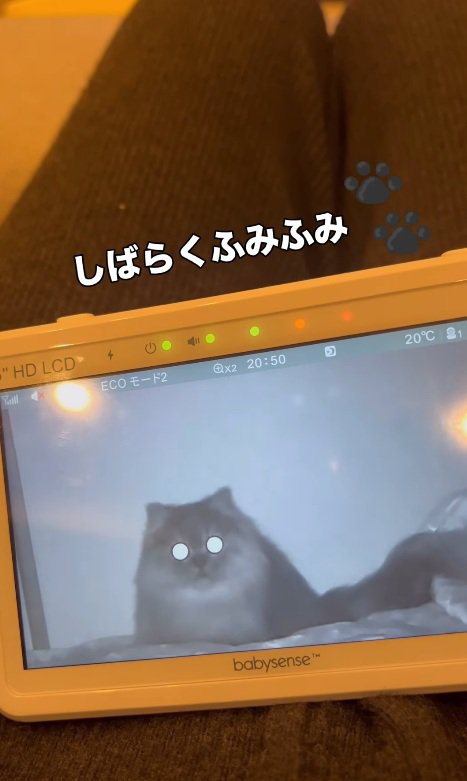 ふみふみする猫