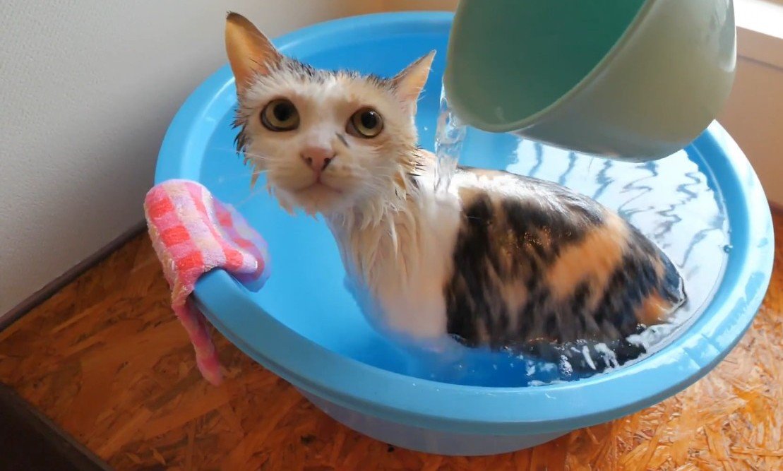 こちらを見るネコ吉ちゃん