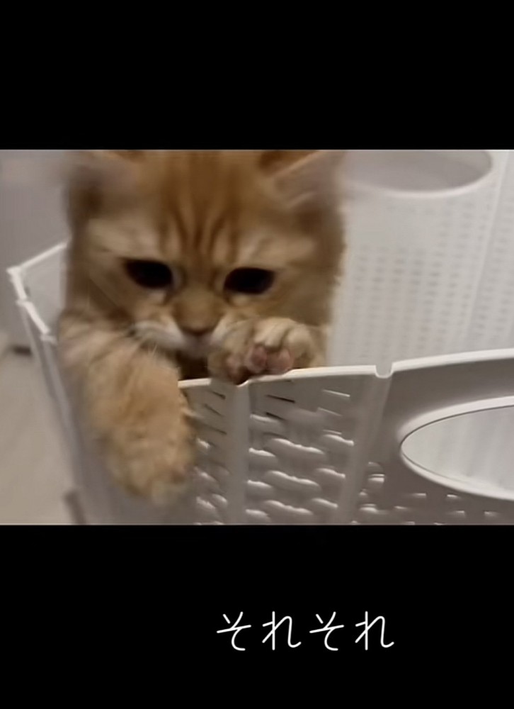 「それそれ」のテロップ写真