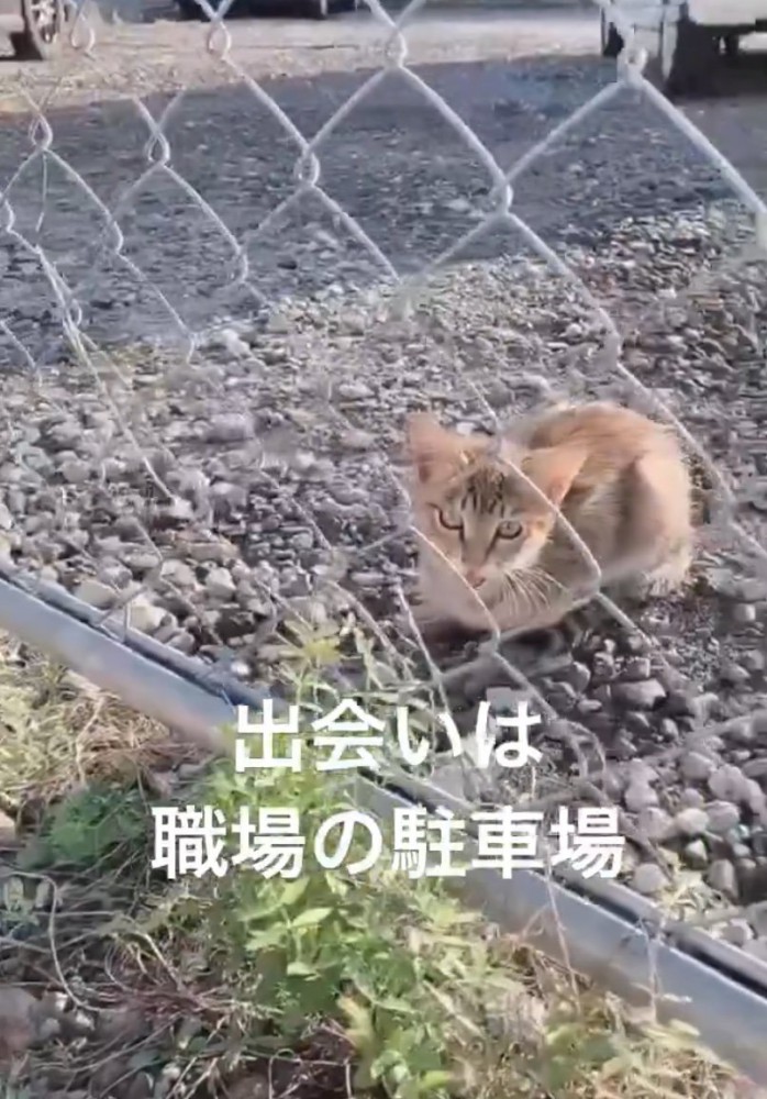 鳴き声を上げる子猫
