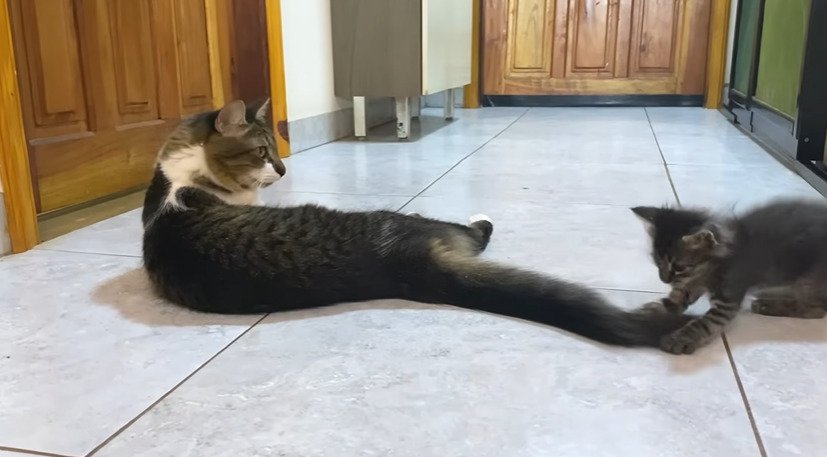 しっぽにじゃれる子猫
