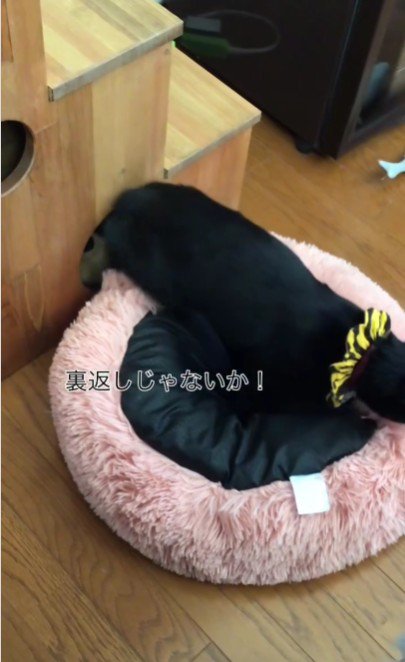 ベッドに乗っている猫