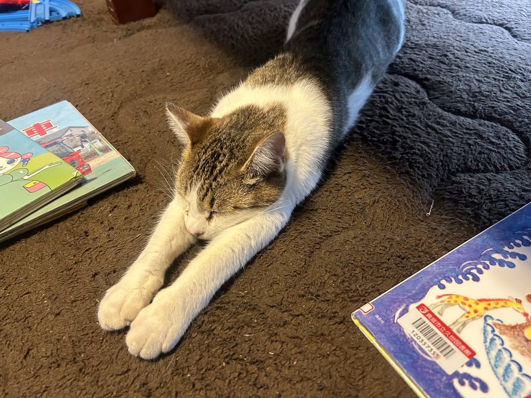 のびをしている猫