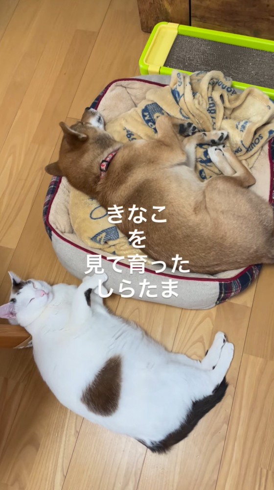 並んで眠る猫と犬