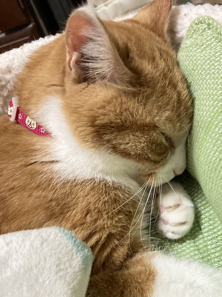 眠るおかかちゃん