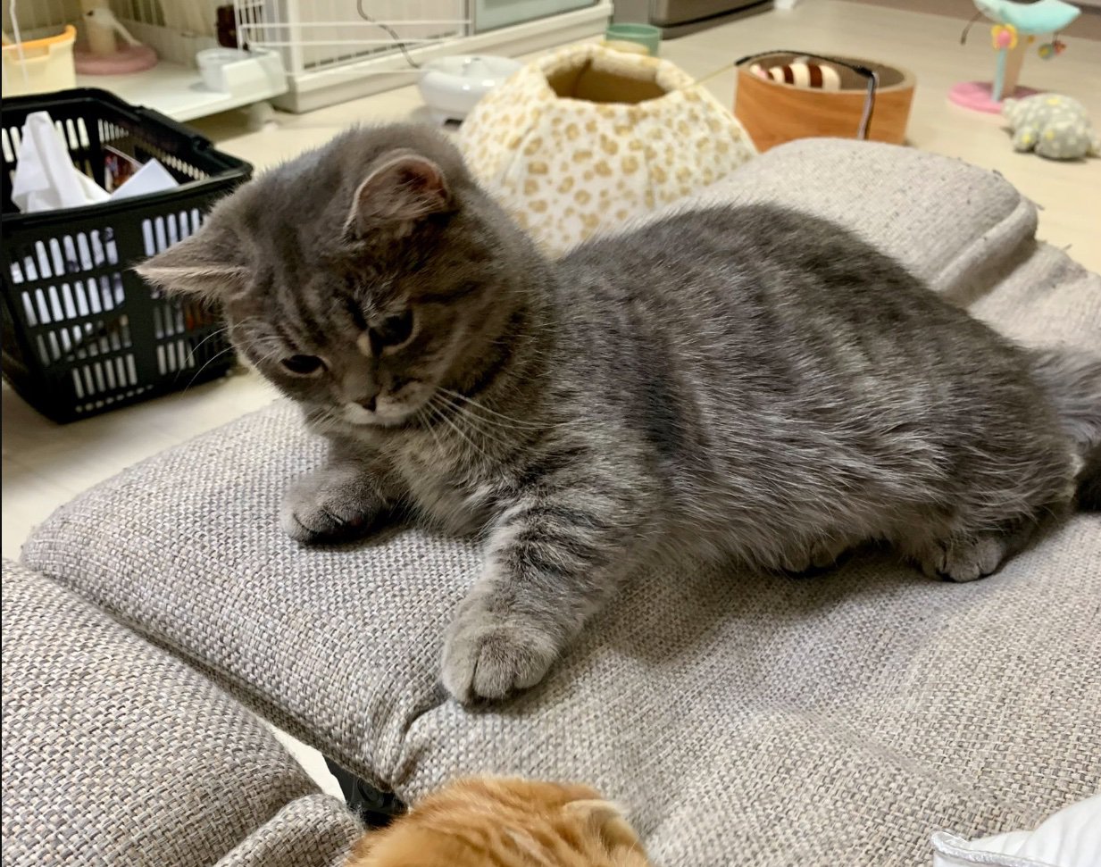 ソファの隙間を見つめる猫
