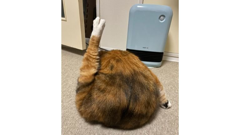 毛づくろいしている猫