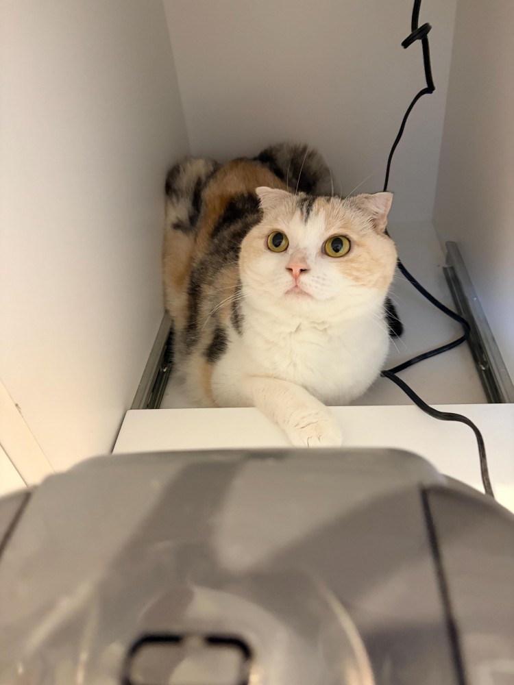 炊飯器の後ろに座る猫