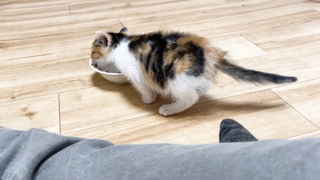 ごはんを食べる子猫