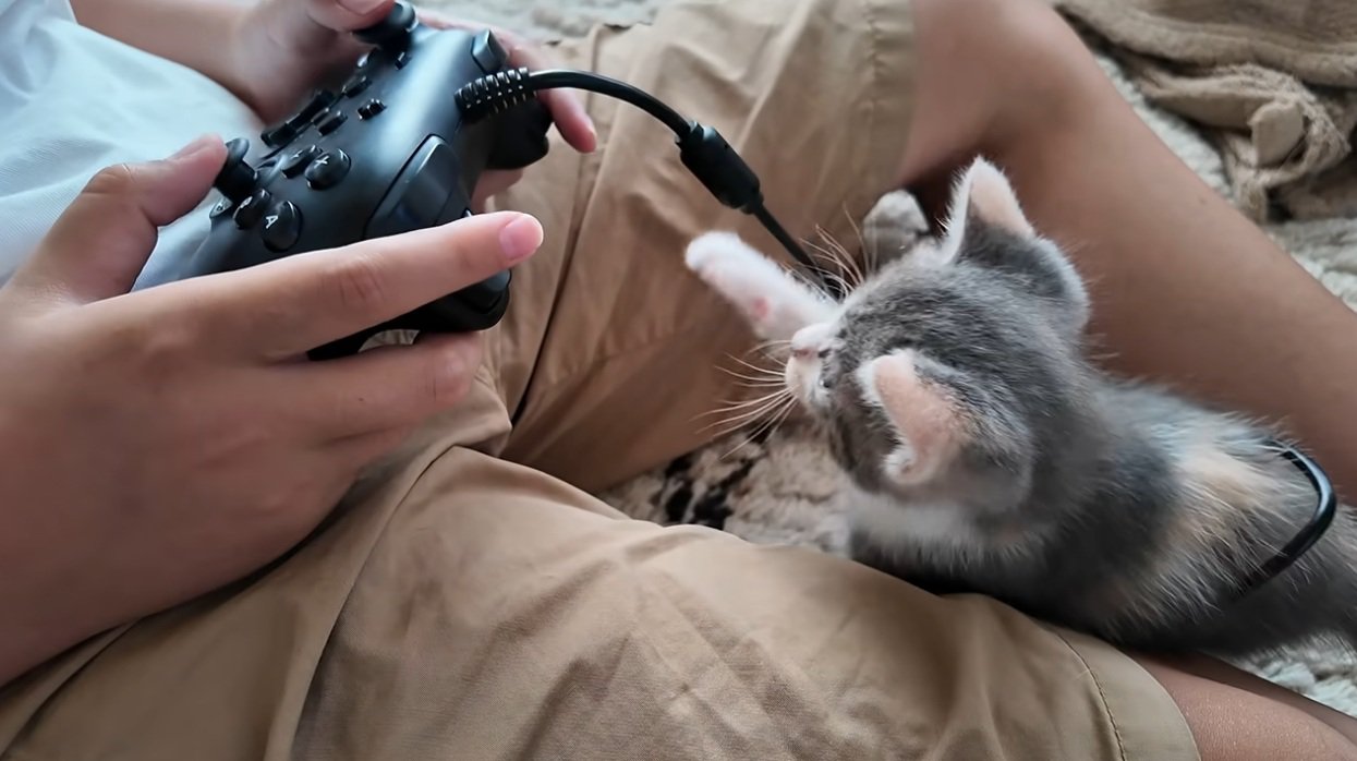 ゲームをする子供と子猫